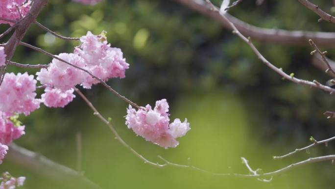 樱花盛开高清实拍