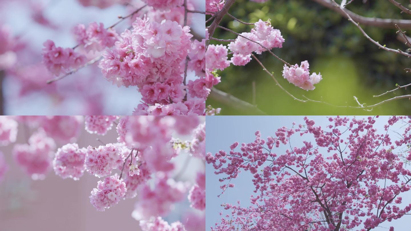 樱花盛开高清实拍