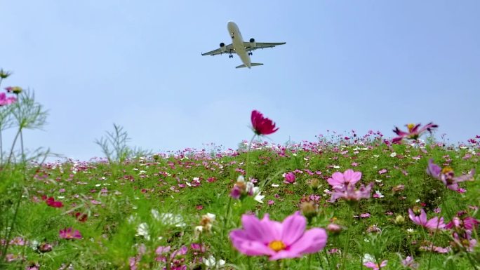 飞机飞过花海