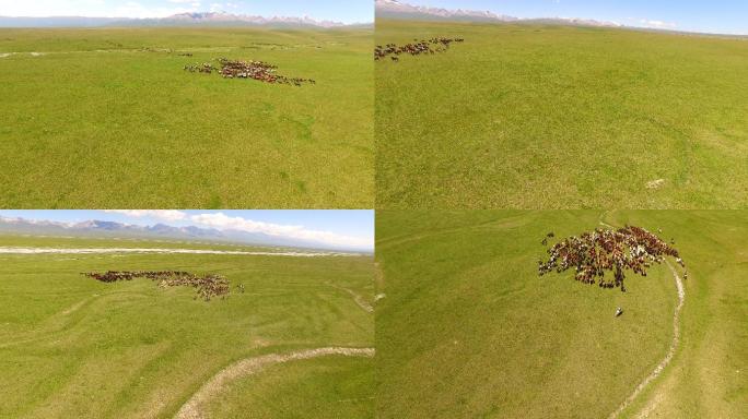 万马奔腾内蒙古大草原超清航拍素材原始文件