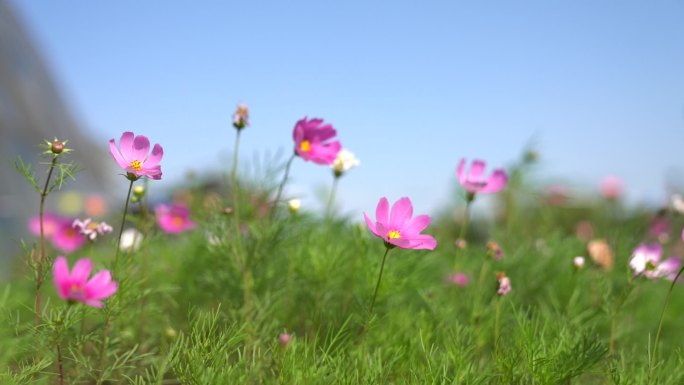 格桑花