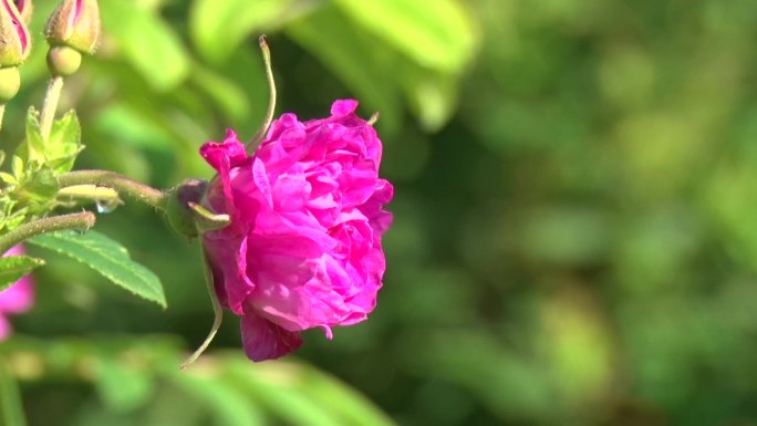 玫瑰花开延时