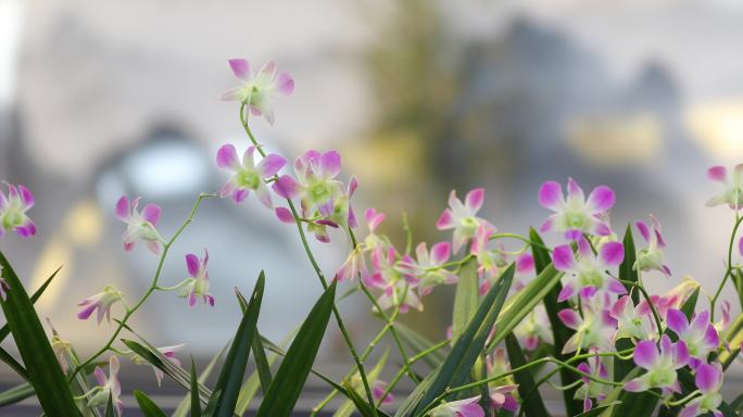 【原创】中国馆花卉石斛吊兰蝴蝶兰4k花朵