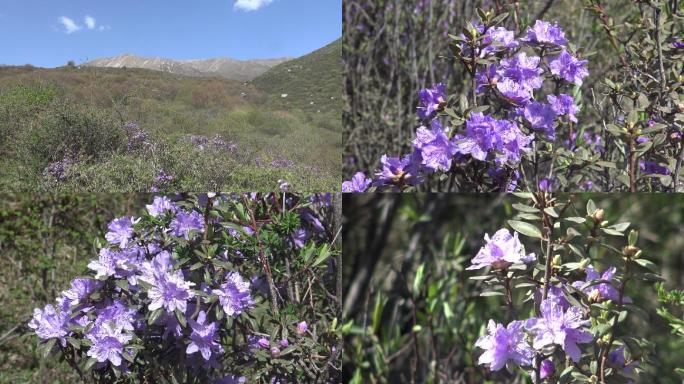 锦绣河山杜鹃花盛开