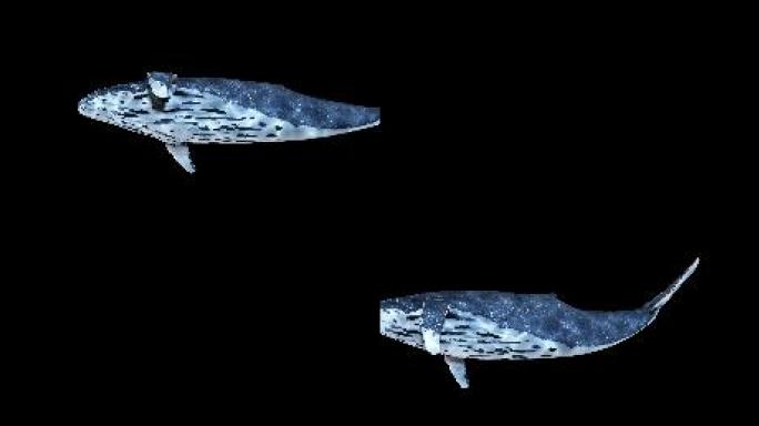 鲸鱼-超宽屏（05）-alpha通道