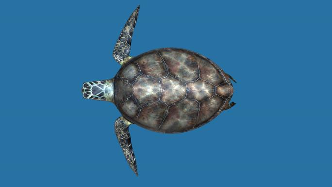海龟动画4k（02）-alpha通道