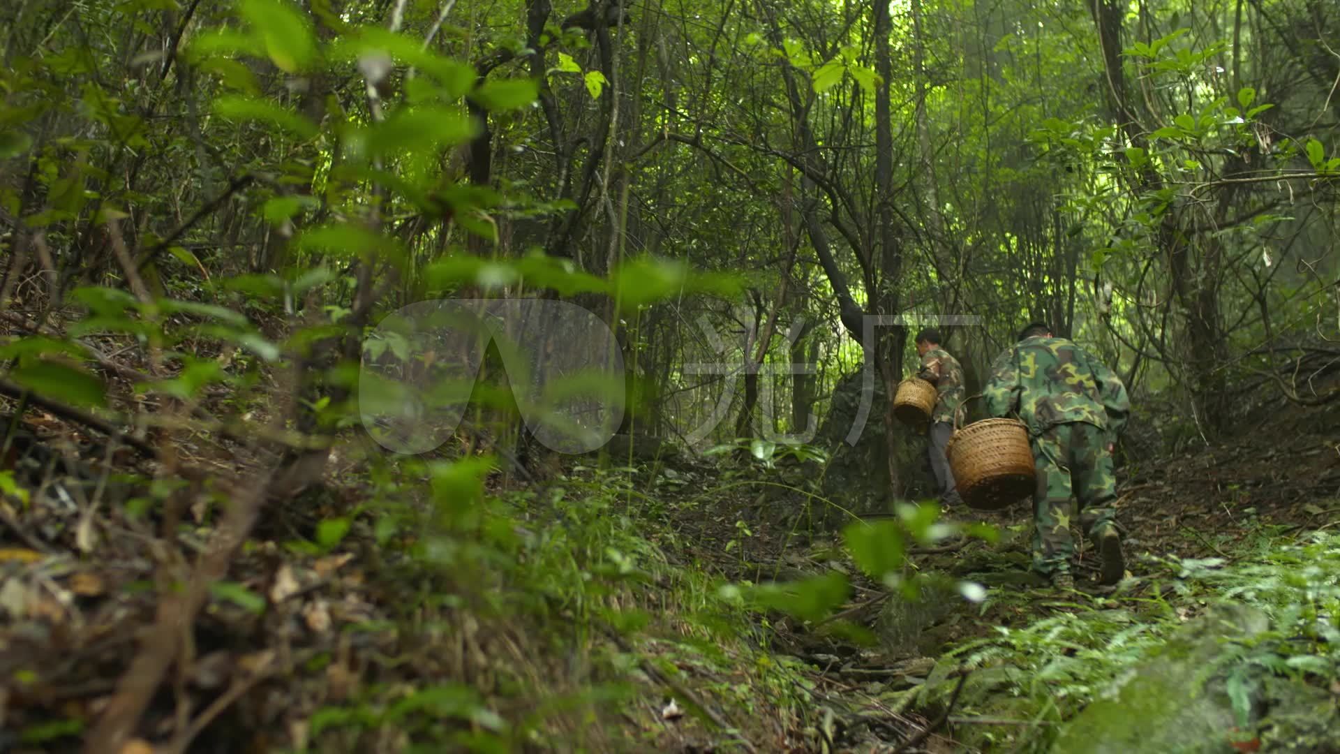 深山老林素材-深山老林图片-深山老林素材图片下载-觅知网