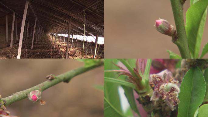 温室桃花开大棚花期