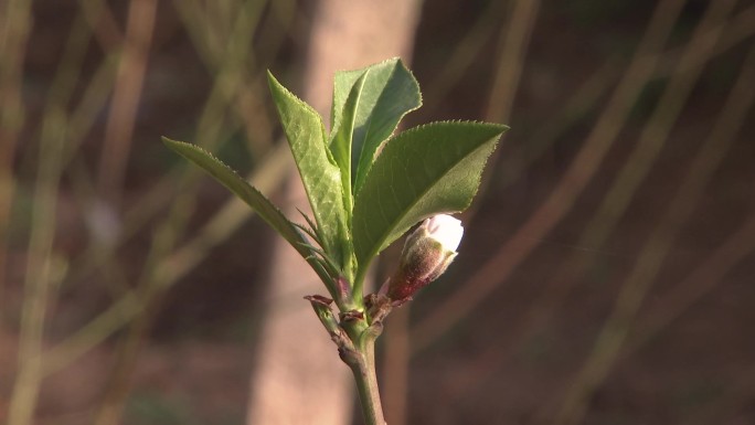 温室桃花05