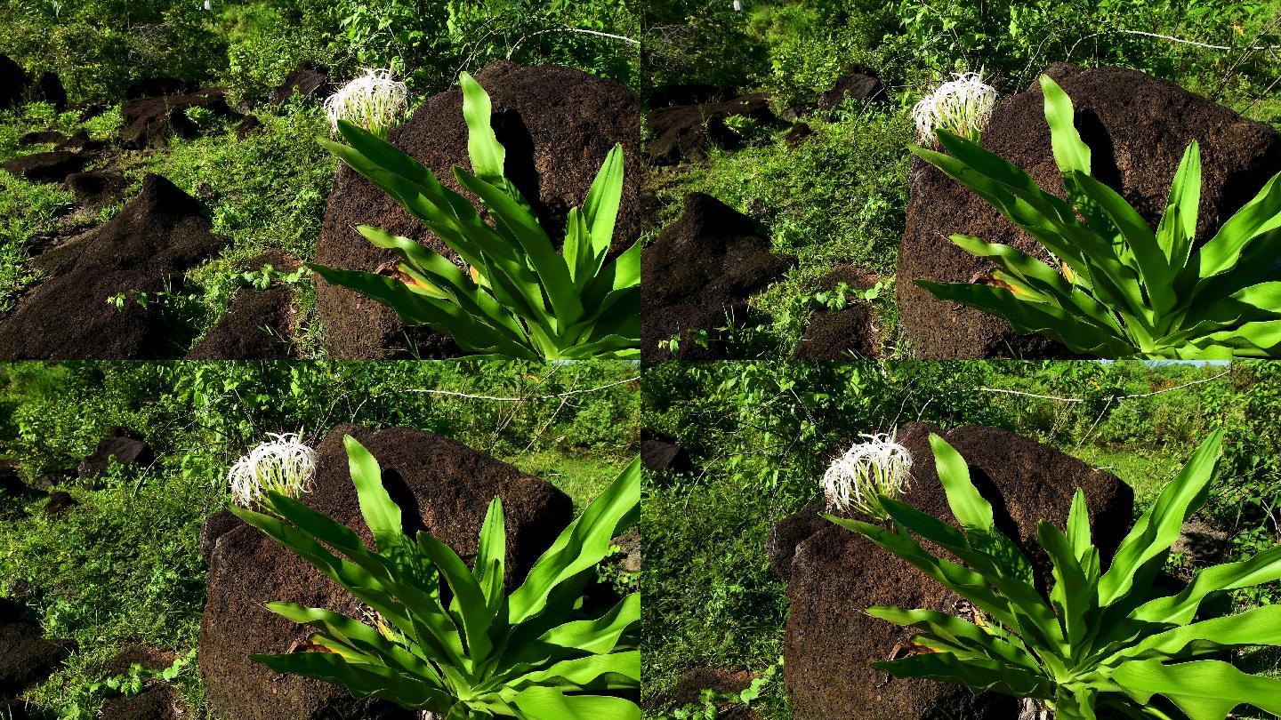 海南植物：文殊兰-4k视频（原创）