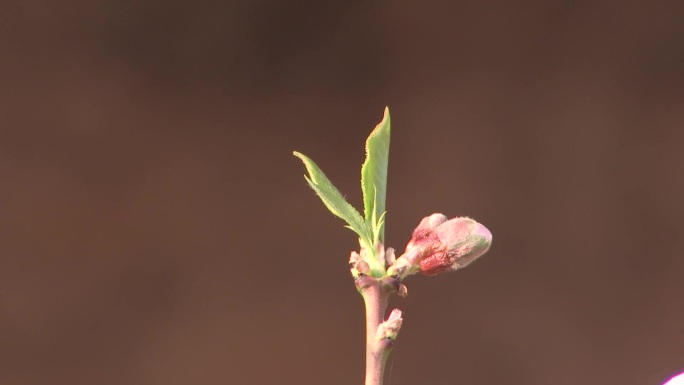 温室桃花04