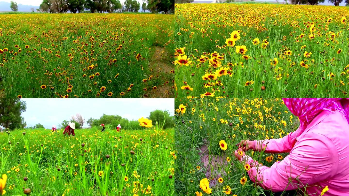 天山雪菊-人工采摘HD1080p