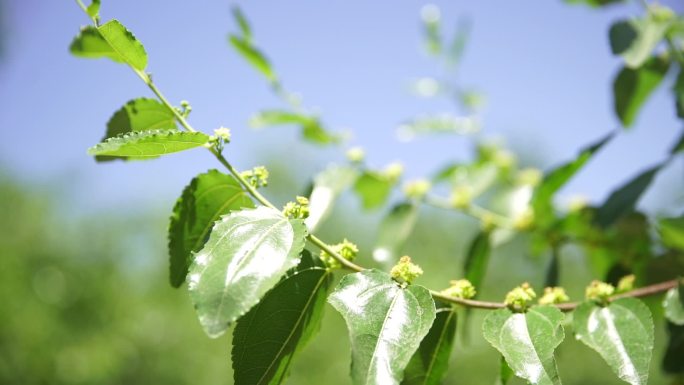 原创阳光洒下枣花花开摇曳花农