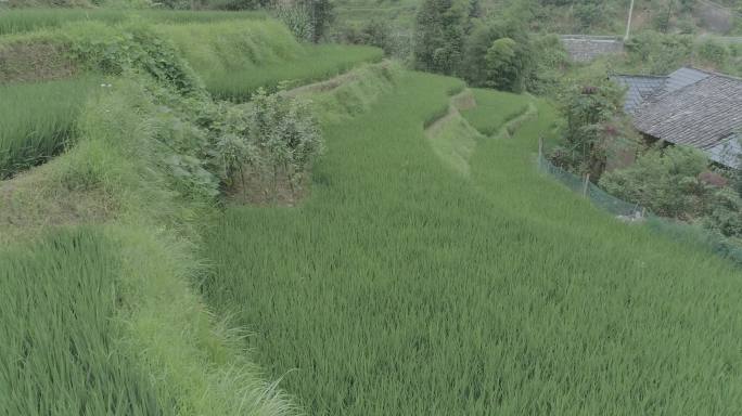 湖南梯田雪峰山航拍4K水稻大米山脊梯田