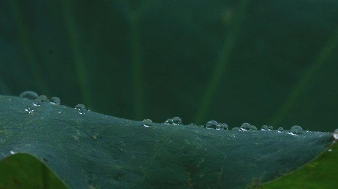 4K荷叶上的雨滴