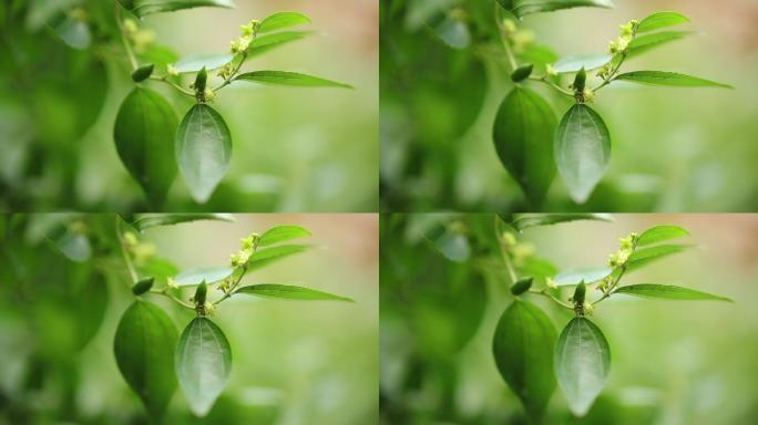 枣花和小枣