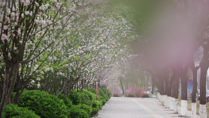 落花百花城市林荫小道