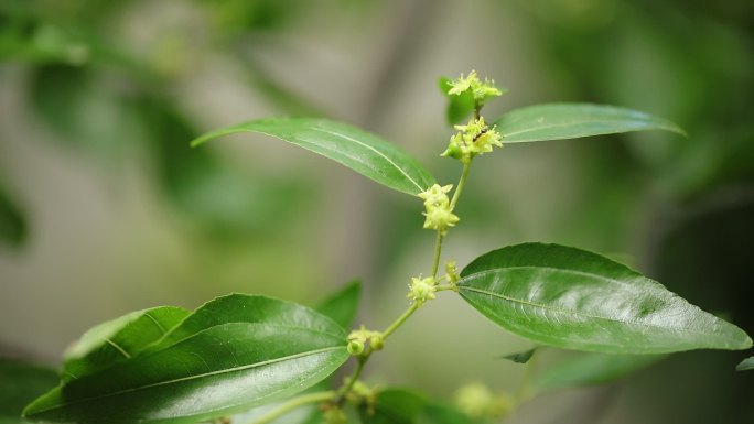 枣花和小枣