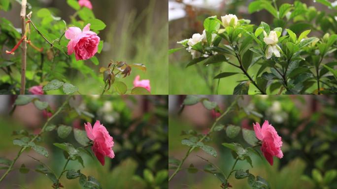 6组夏天雨后栀子花和月季44秒