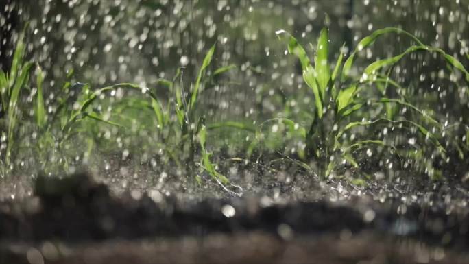 5浇灌植物植被雨水滋润