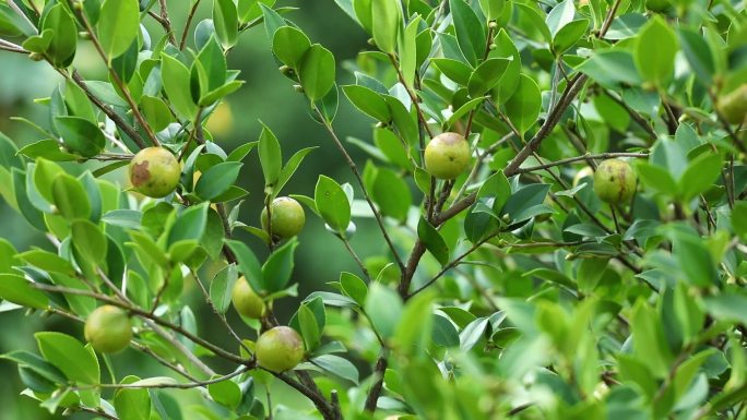 茶树茶油果素材一组