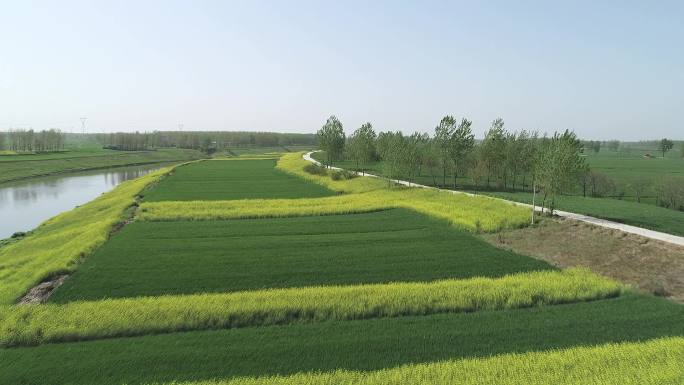 美丽乡村河流田野小麦油菜花