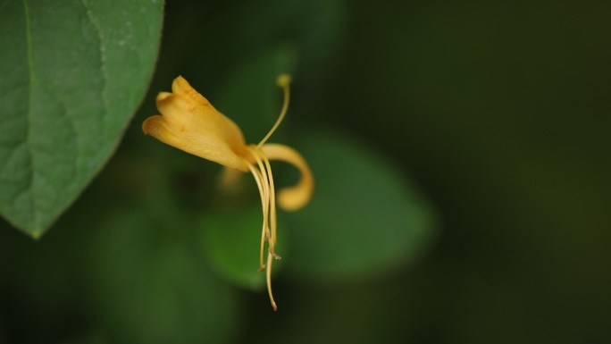 金银花