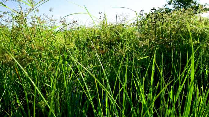 4k羊山湿地-湿地水生植物（原创）