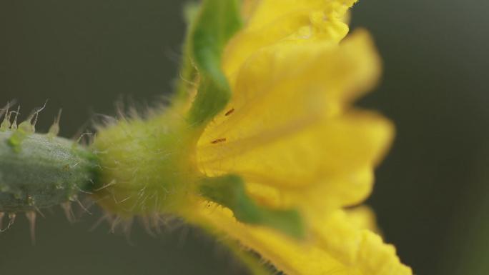 植保蓟马危害