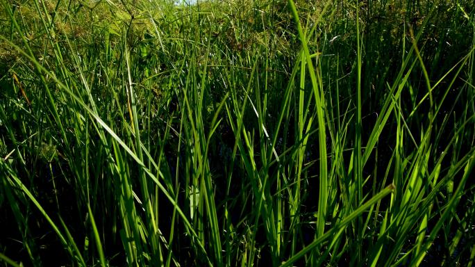 4k湿地植物（原创）