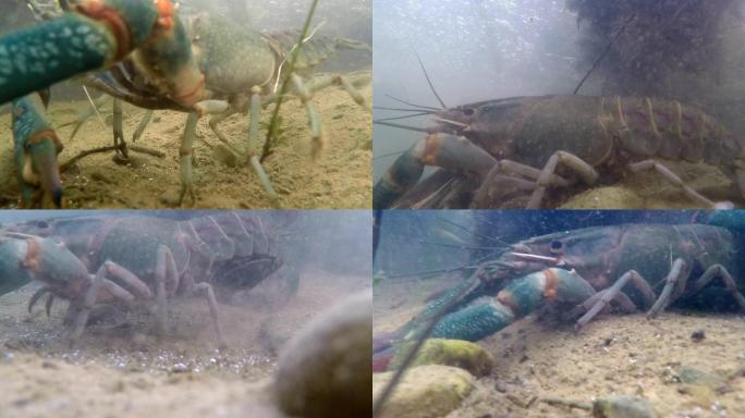澳洲小龙虾水下镜头