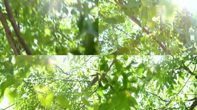 阳光穿过树叶清新枣花枣树自家枣树拍摄！