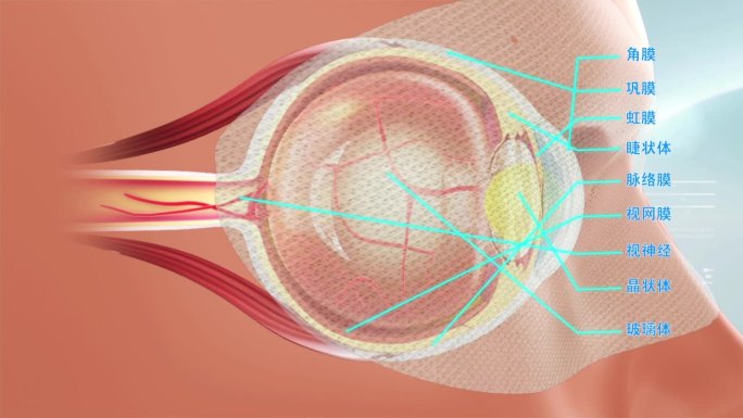 眼贴治疗眼病三维演示