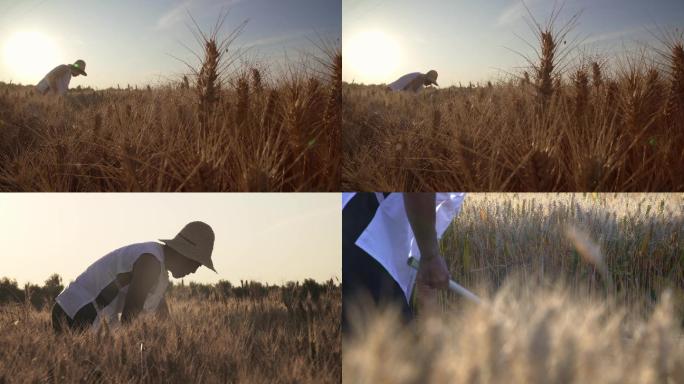 【原创】4K·农民割麦子