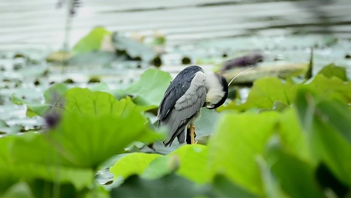 荷花池夜鹭