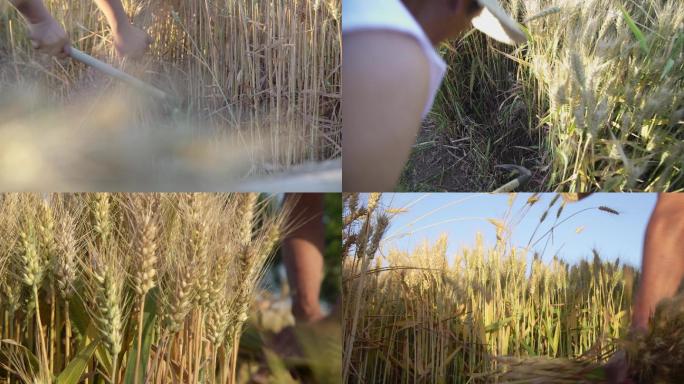 【原创】4K·农民人工割麦子
