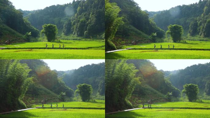 静谧晨光行走在绿油油的田野