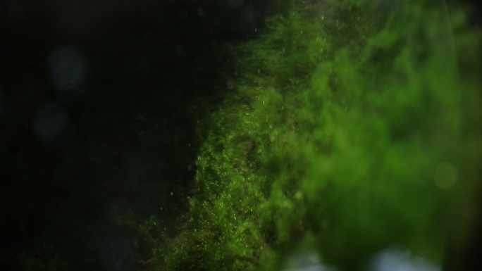 水里的绿苔和水蚤