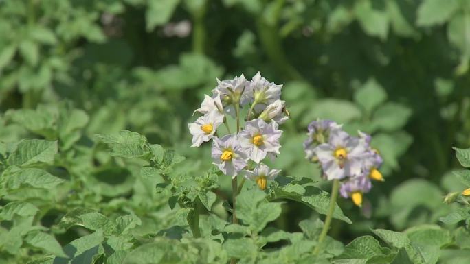 土豆开花期02