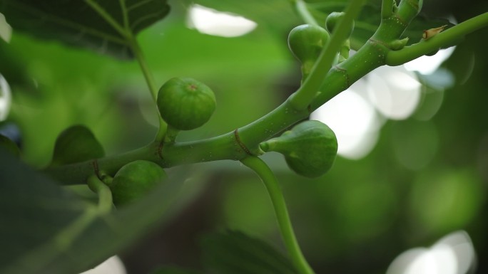 青色的无花果