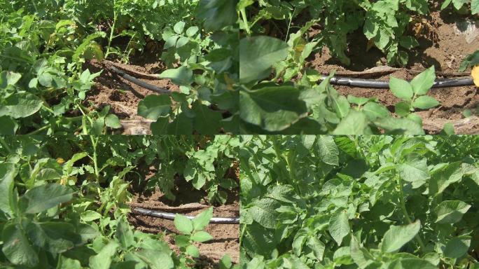 土豆浇水土豆滴灌