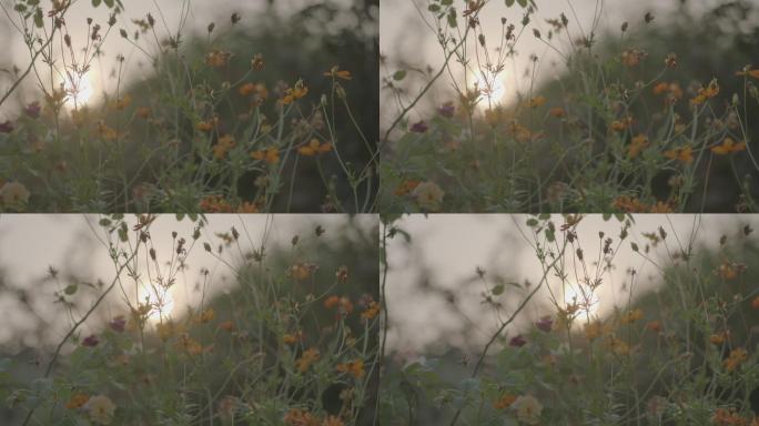 夕阳花朵花空镜阿莱艾美拉艾丽莎4K空镜