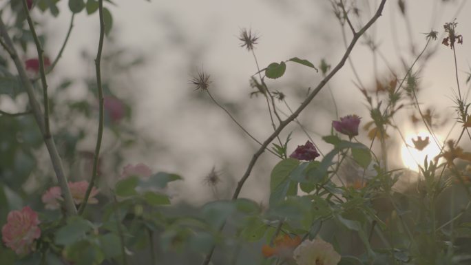 夕阳花朵花空镜阿莱艾美拉艾丽莎4K空镜