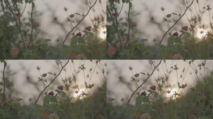 夕阳花朵花空镜阿莱艾美拉艾丽莎4K空镜