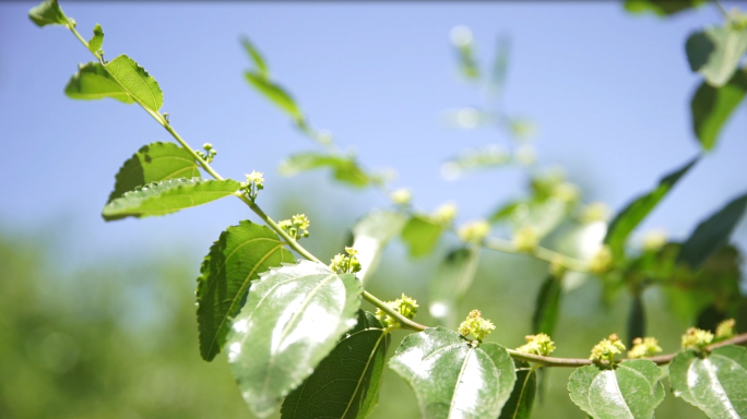 阳光穿透枣花茂密枣树航拍农民树林