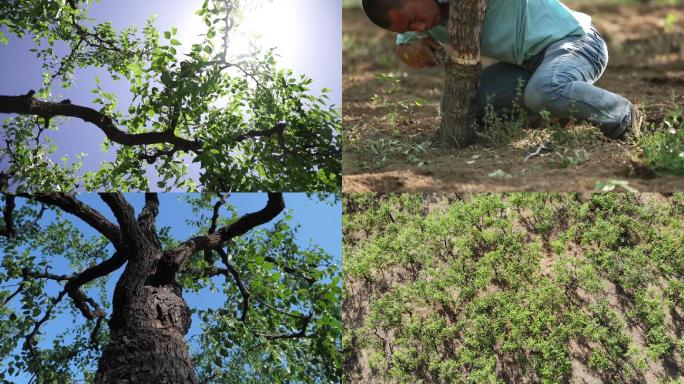 阳光穿透枣花茂密枣树航拍农民树林