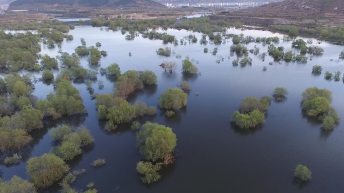 水中树林