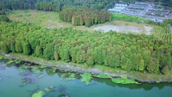 郊外树林河流4K航拍-1