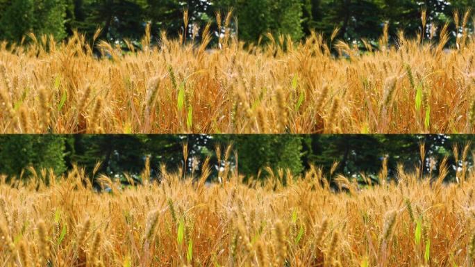 成熟的麦子