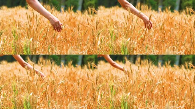 女人的手抚摸成熟的麦子